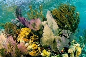 Brilliant Coral at Lighthouse Reef