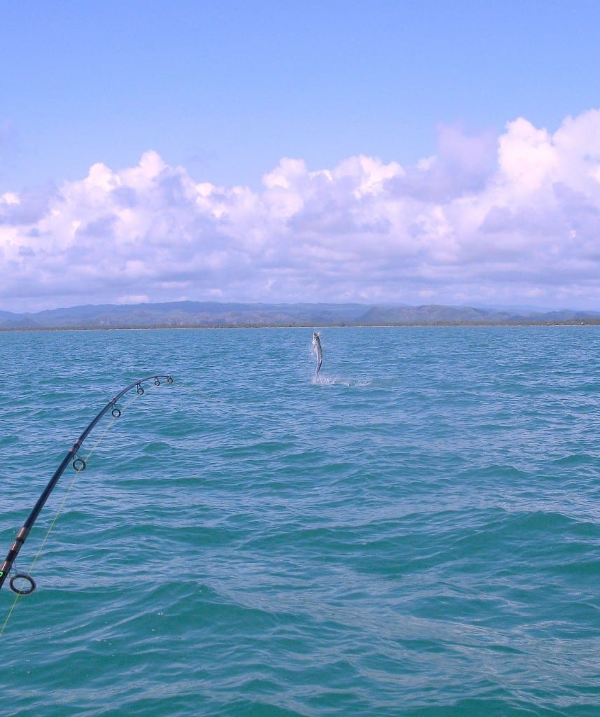 DancingTarpon